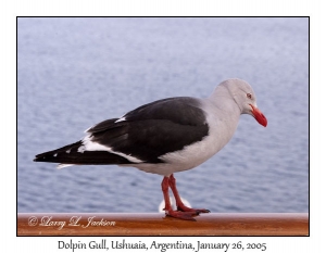 Dolpin Gull