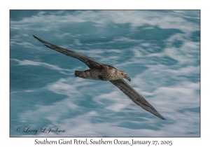 Southern Giant Petrel