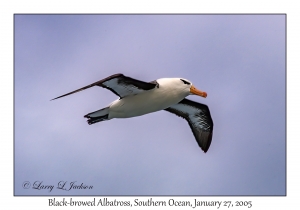 Black-browed Albatross