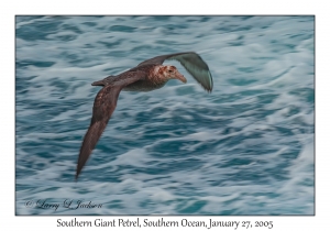 Southern Giant Petrel