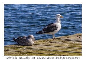 Kelp Gulls