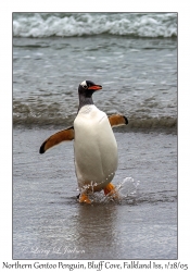 Northern Gentoo Penguin