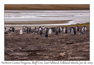 Northern Gentoo Penguins