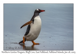 Northern Gentoo Penguin