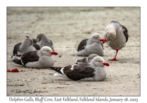 Dolphin Gulls