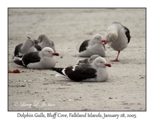Dolphin Gulls