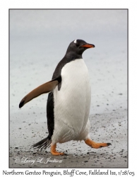 Northern Gentoo Penguin