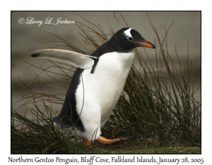 Gentoo Penguin in Tussock Grass