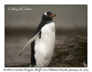 Northern Gentoo Penguin