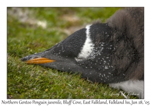 Northern Gentoo Penguin