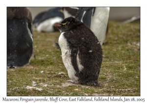 Macaroni Penguin