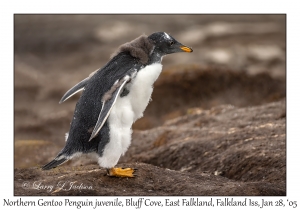 Northern Gentoo Penguin