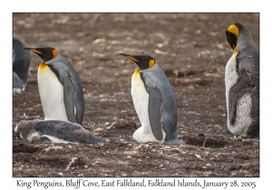 King Penguins