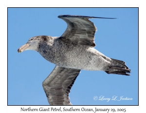 Northern Giant Petrel
