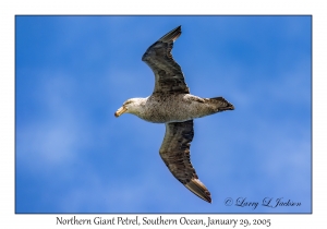 Northern Giant Petrel