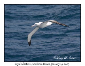 Royal Albatross