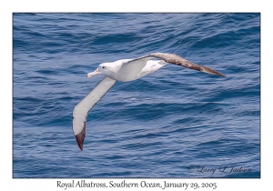 Royal Albatross