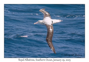 Royal Albatross