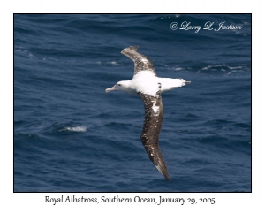 Royal Albatross