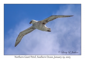 Northern Giant Petrel