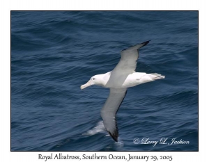 Royal Albatross