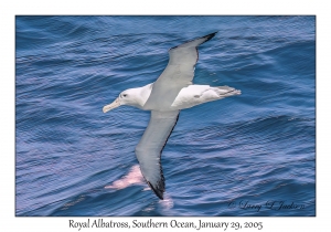 Royal Albatross