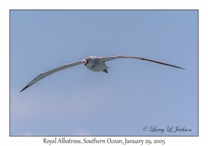 Royal Albatross