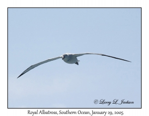 Royal Albatross