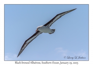 Black-browed Albatross