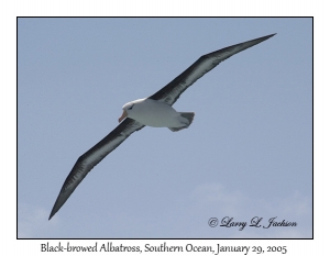 Black-browed Albatross