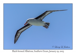 Black-browed Albatross