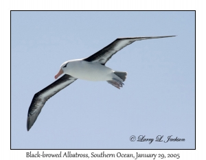 Black-browed Albatross