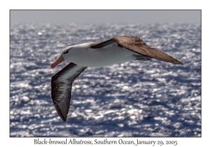 Black-browed Albatross