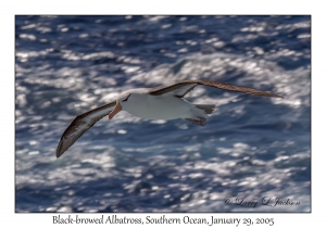 Black-browed Albatross