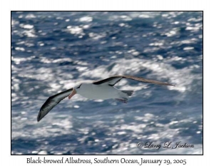 Black-browed Albatross