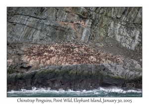 Chinstrap Penguins