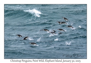 Chinstrap Penguins