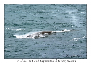 Fin Whale