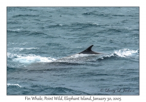 Fin Whale