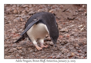 Adelie Penguin