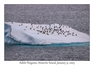 Adelie Penguins