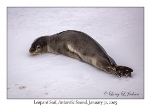 Leopard Seal