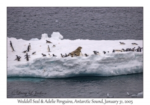 Weddell Seal & Adelie Penguins