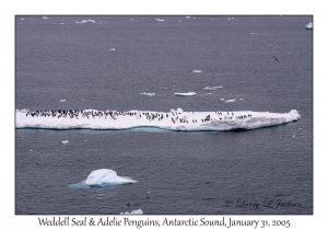 Weddell Seal & Adelie Penguins