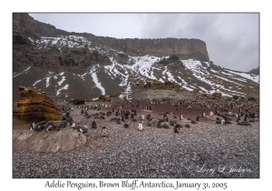 Adelie Penguins