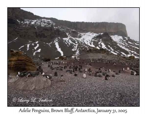 Adelie Penguins
