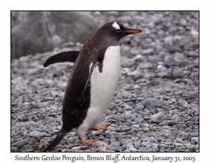 Southern Gentoo Penguin