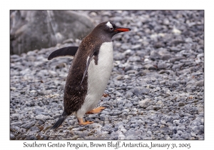 Southern Gentoo Penguin