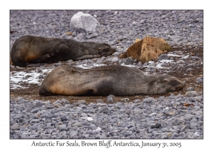 Antarctic Fur Seals