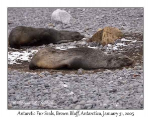 Antarctic Fur Seals